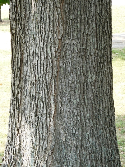{Gymnocladus dioicus}